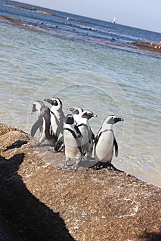 Cape Town - pinguin - Bolders Beach