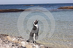 Cape Town - pinguin - Bolders Beach