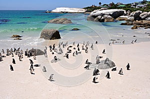 Cape Town - pinguin - Bolders Beach