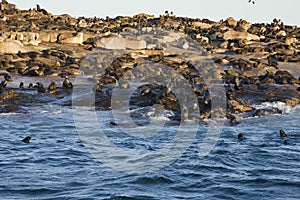 Cape Town, seals, bears, looks delicious, everyone should see this scene once in your life