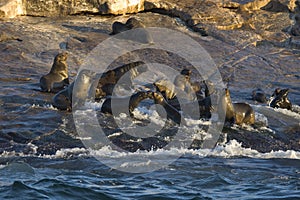 Cape Town, seals, bears, looks delicious, everyone should see this scene once in your life