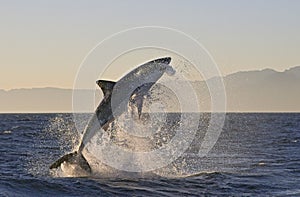 Cape Town, sharks, exhilarating jumping out of water, looks great, everyone has to see this scene once in your life