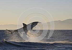 Cape Town, sharks, exhilarating jumping out of water, looks great, everyone has to see this scene once in your life photo