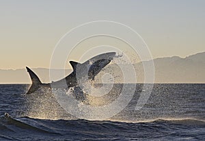 Cape Town, sharks, exhilarating jumping out of water, looks great, everyone has to see this scene once in your life photo