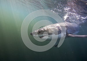 Cape Town, sharks, underwater views, looks great, everyone should see this scene once in your life