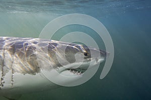 Cape Town, sharks, underwater views, looks great, everyone should see this scene once in your life