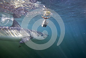 Cape Town, sharks, underwater views, looks great, everyone should see this scene once in your life