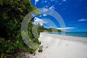 Cape Tribulation photo