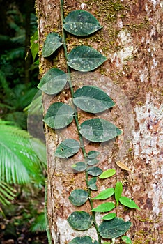 Cape Tribulation rainforest, Australia photo