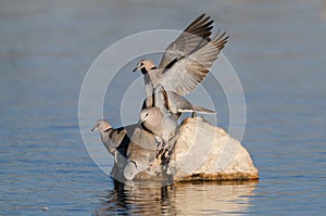 Cape turtle dove drink on a waterhole, etosha nationalpark, namibia