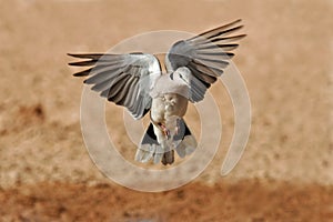 Cape turtle dove in flight