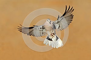 Cape turtle dove in flight