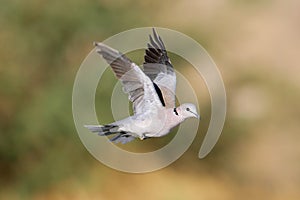 Cape turtle dove in flight