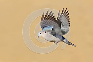 A Cape turtle dove in flight with open wings, South Africa