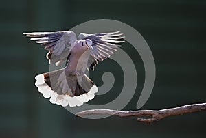 Cape Turtle Dove in flight