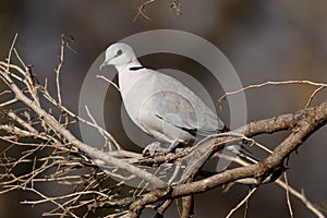 Cape-turtle dove or Ring-necked dove, Streptopelia capicola