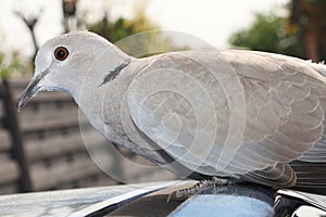 Cape turtle dove Streptopelia capicola perched