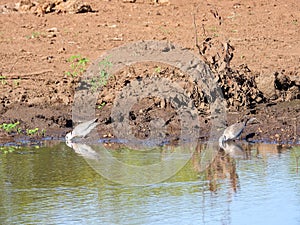 Cape turtle dove at a waterhole