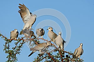 Cape turtle doves