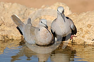 Cape turtle doves photo