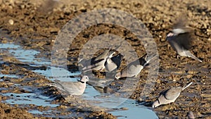 Cape turtle doves drinking water