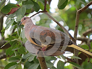 Cape Turtledove