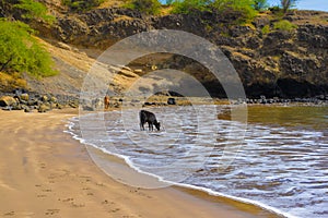Cape Verde - Black Calf Drinking Salty Water, Sandy Beach Shore, Travel Africa