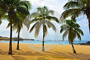 Cape Verde, Tarrafal Bay Beach, Coconuts Trees on Sand, Tropical Landscape, Santiago Island