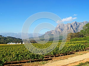 Cape Vineyard Stellenbosch S.Africa photo