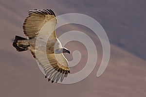 Cape Vulture