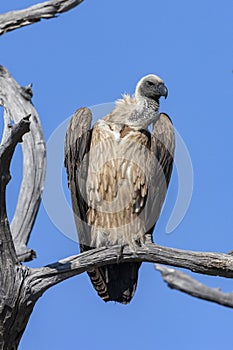 Cape Vulture - Botswana - Africa