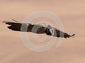 Cape Vulture coming in to land with feet out