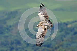 Cape vulture in flight - South Africa