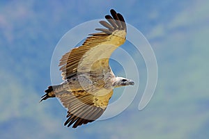 Cape vulture in flight - South Africa
