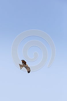 Cape Vulture Gyps coprotheres Flying in Sky, South Africa