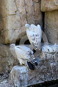 A Cape Vulture (Gyps coprotheres) pair sitting on a ledge : (pix Sanjiv Shukla)