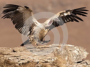 Cape Vulture having just landed taking a step with wings still fully extended