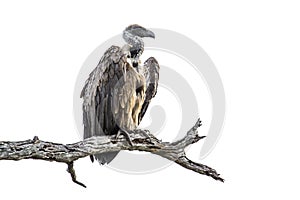 Cape vulture in Kruger National park, South Africa