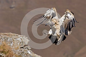 Cape Vulture Landing