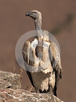 Cape Vulture perched on a rock in portrait