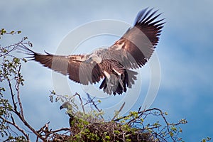 Cape Vulture stretching itâ€™s wings whilst perching on a nest in a tree during the day