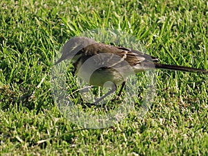 A Cape Wagtail