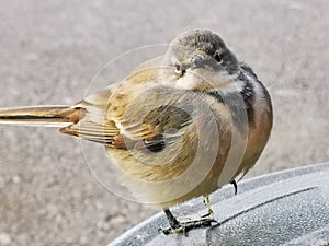 Cape Wagtail Kwikstertjie closeup