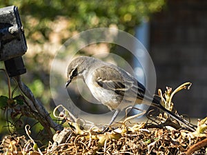 Cape Wagtail looking for prey