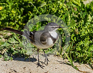 Cape wagtail at the seaside