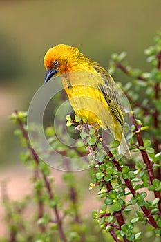 Cape Weaver