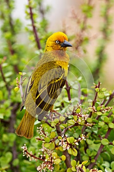 Cape Weaver