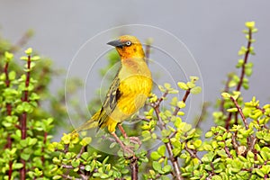 Cape Weaver