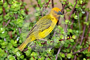 Cape Weaver