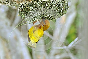 Cape weaver